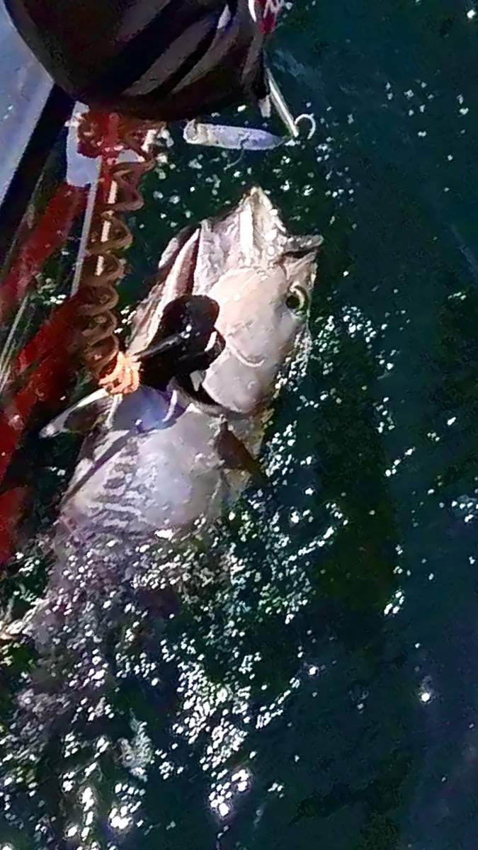 xtreme tuna fishing sortie peche au thon anglet bayonne pays basque capbreton landes